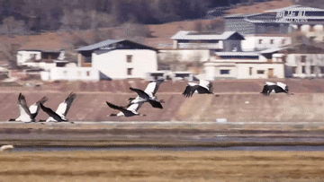 35801455dfe7738cb6efd39621847097.gif